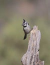 Bridled Titmouse